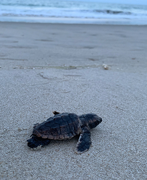 Baby sea turtle